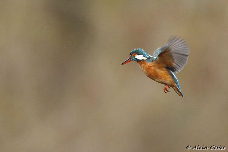 Martin Pêcheur Vol Stationnaire Photo De Les Oiseaux De