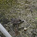 _DSC0037