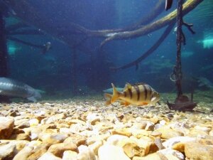 Grand Aquarium de Touraine (7)