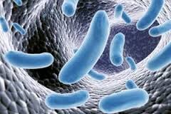 Résultat de recherche d'images pour "images microbes bactéries"