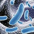 La résistance des bactéries aux antibiotiques, une menace grandissante