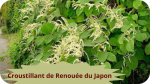 34 RENOUEE DU JAPON(3)Croustillant de renouée du Japon-modified