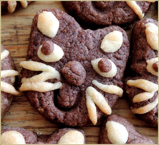 biscuit chat gros plan