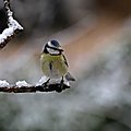 Neige (2)