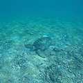 Madagascar Nosy Iranja tortue luth qui mange