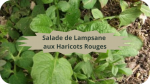 9 LAMPSANE(1)Salade de lampsane aux haricots rouges-modified