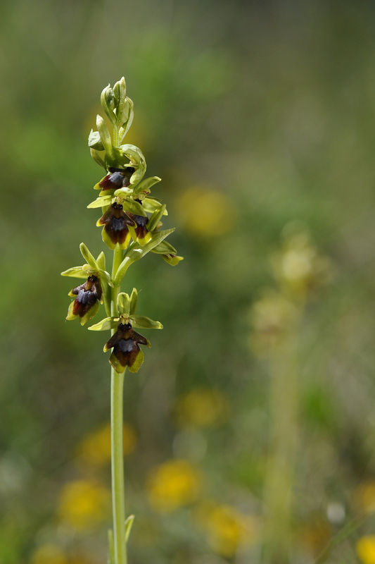 _DSC0464_Ophrys_aymoninii_3