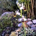 Mes orchidées 1