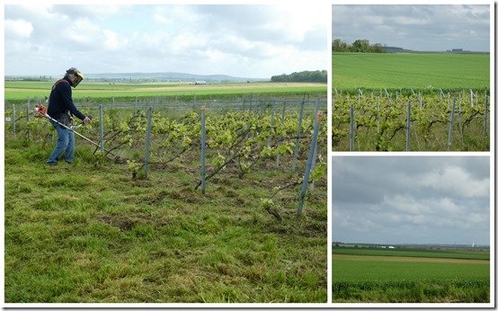 champs, vignes et fleurs, mai 20231