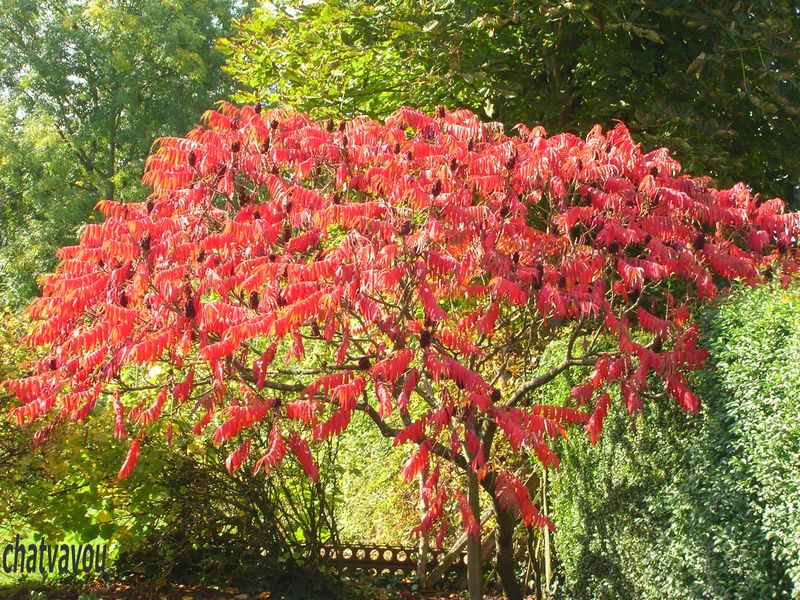 Le sumac  de  Virginie  chalut