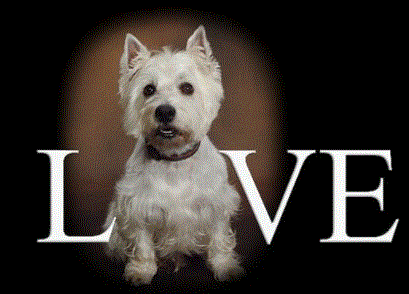 &anoel westie