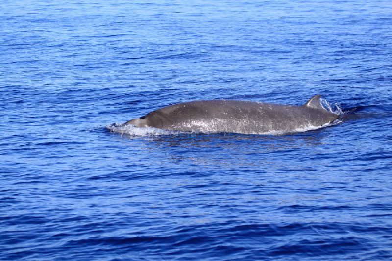 Baleine à bec de Cuvier, enfin ! Le blog d'un globetrotter naturaliste