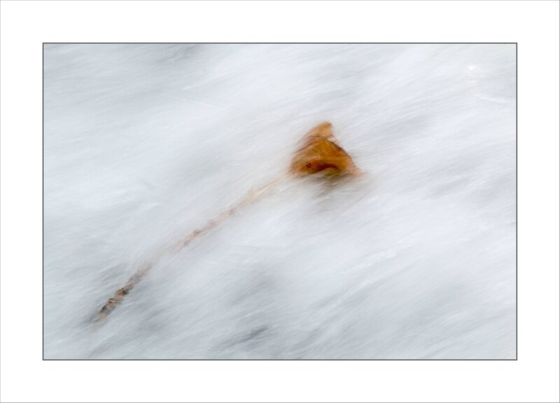 ville riviére courant branche feuilles 5 151016