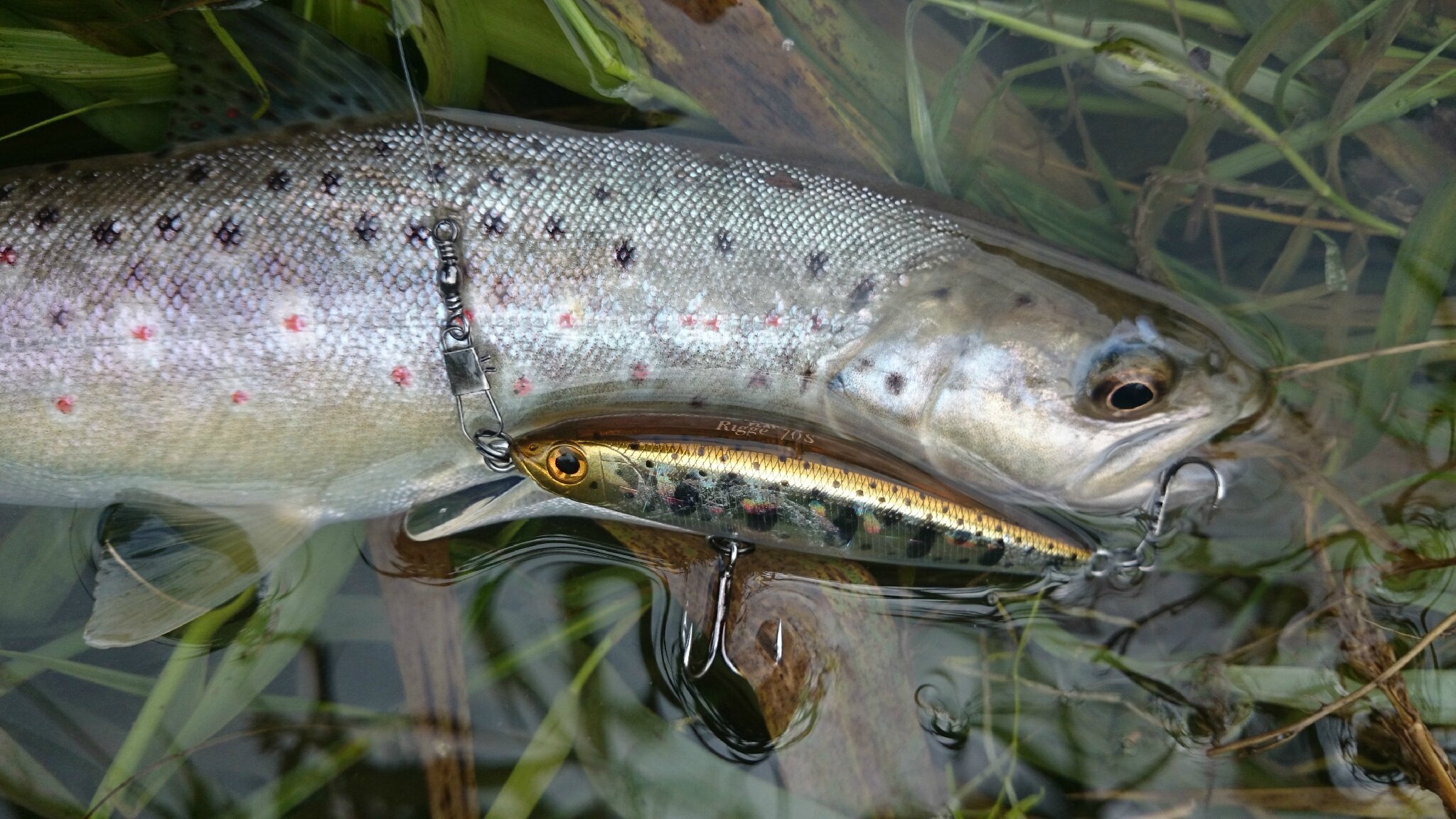 La Truite Un Poisson Que Rien N'arrête Une truite de mer de 41 cm, trois farios de 25, 36 et 37 cm et une arc