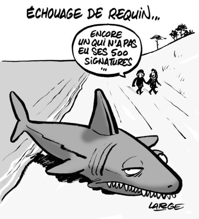 requin_large