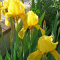 Iris 'Lemon' (jaune)