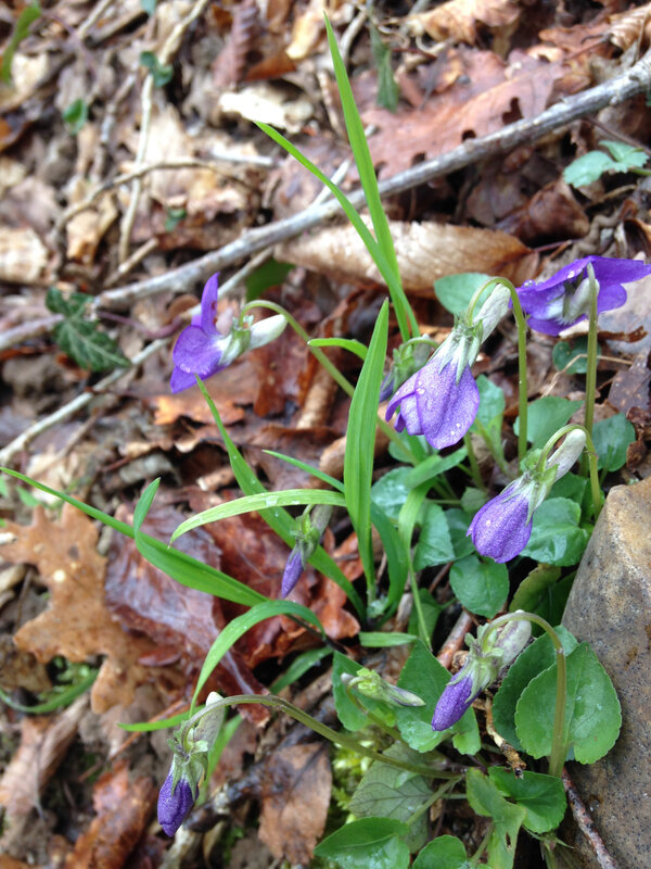 La violette des bois : discrétion, sensibilité, courage d'aller vers le groupe (fleur de personnalité)