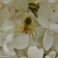 Araniella cucurbitina • Epeire concombre • Araneidae