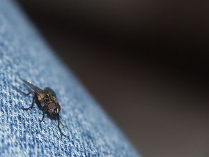 mouche_sur_un_jean