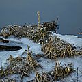 Territoire gelé le long de la vilaine à rennes le 20 janvier 2017 (2)