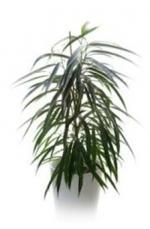 Paysagiste-Biarritz-Paysagiste-Bayonne-Paysagiste-Pays-Basque-Paysagiste-LandesFICUS-PLEUREUR-ET-FICUS-A-FEUILLES-DE-SABRE