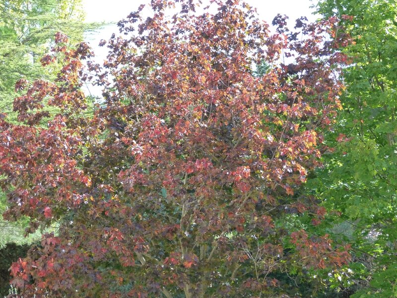 P1100538
