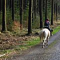 Balade à cheval dans la forêt P1080253