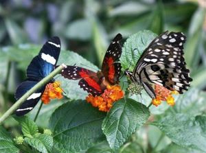 papillon