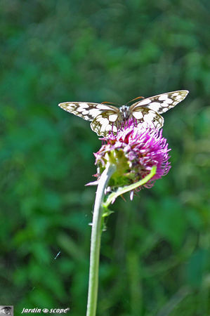 Demi-deuil • Melanargia galathea