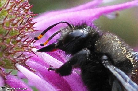 Xylocopa-violacea