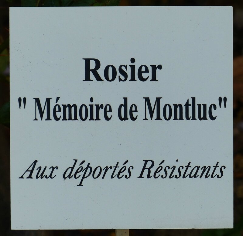 rosier Mémoire de Montluc-Guillot (1)