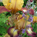 Iris 'Flamenco' et nepeta