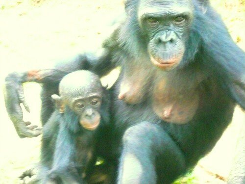 6 Maman Et Bebe Bonobo De Face Photo De Visite Au Sanctuaire Des Bonobos La Blogosphere De Charline A Kinshasa