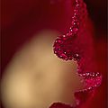 Roses trémières, les dernières.