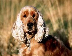 field_uppercute_1_