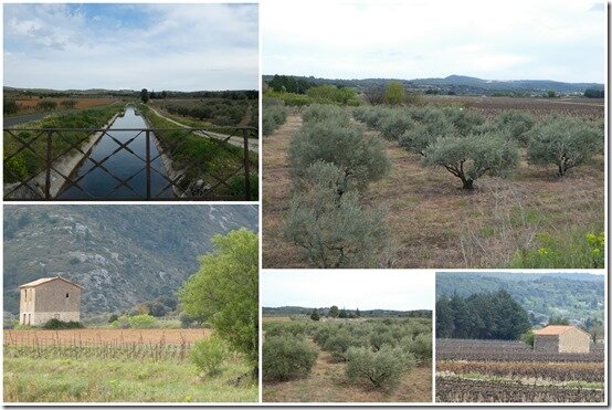 Puéchabon et route des oliviers bis3