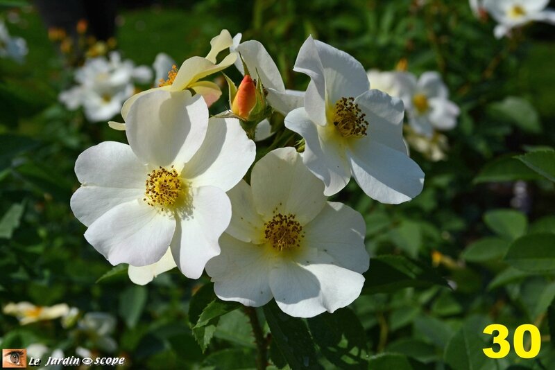 30-Palmarès du Concours International de roses 2016