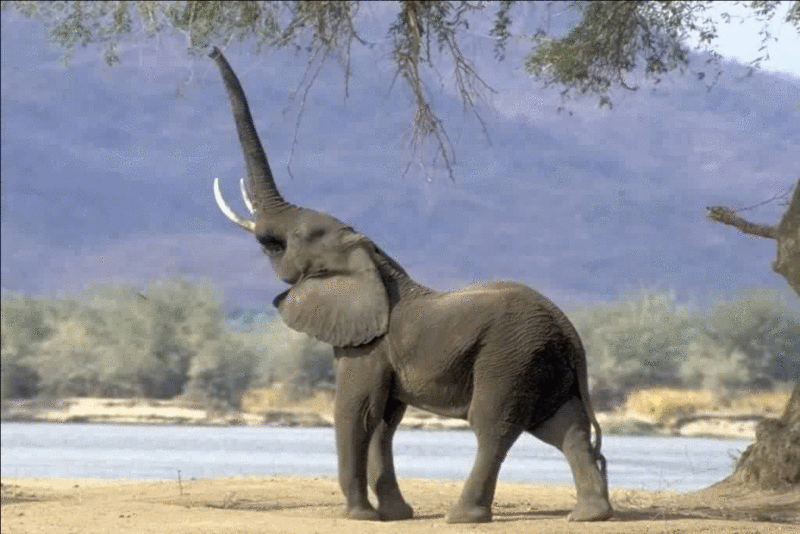 Animation elephants