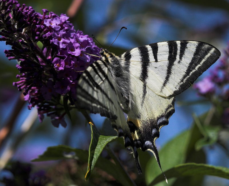 Mon Jardin Les Papillons