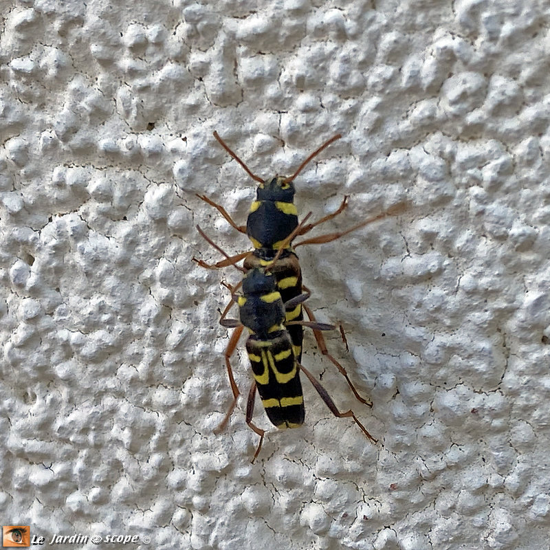 Clyte des Champs - Xylotrechus arvicola