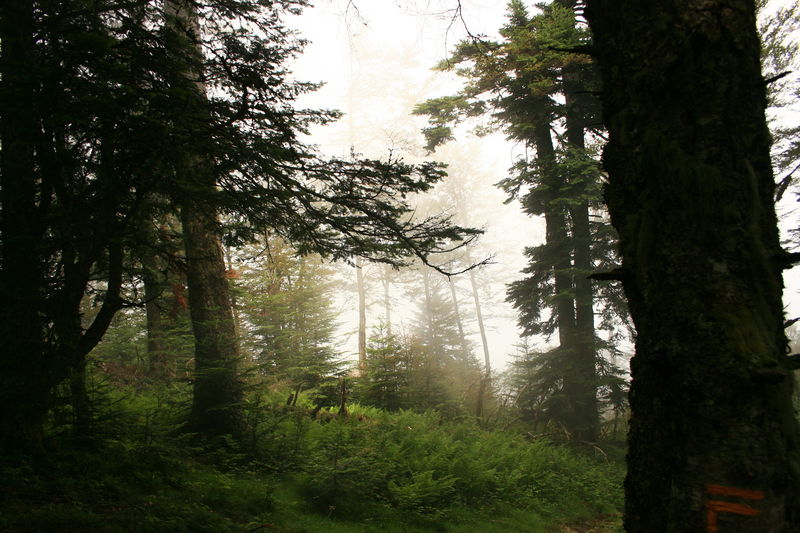 Cabane_d_Ich_us_012