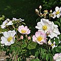 Rosier botanique Rosa macranth