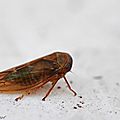Cicadelle sp. • Famille des Cicadellidae
