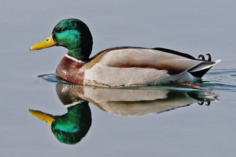canard