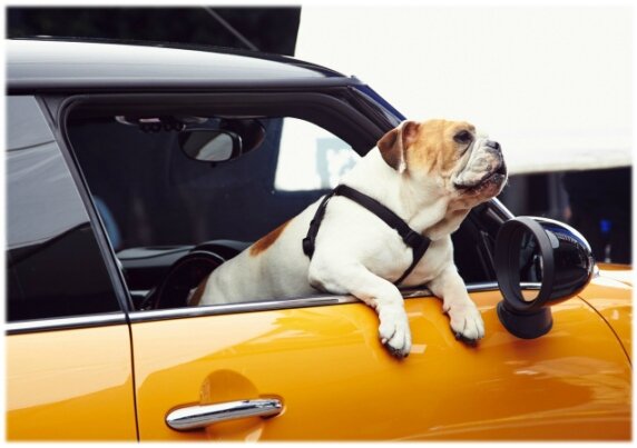 voiture (8)