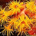 FLEURS DES MERS