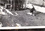 La photo de groupe du chien dans la cour du 73