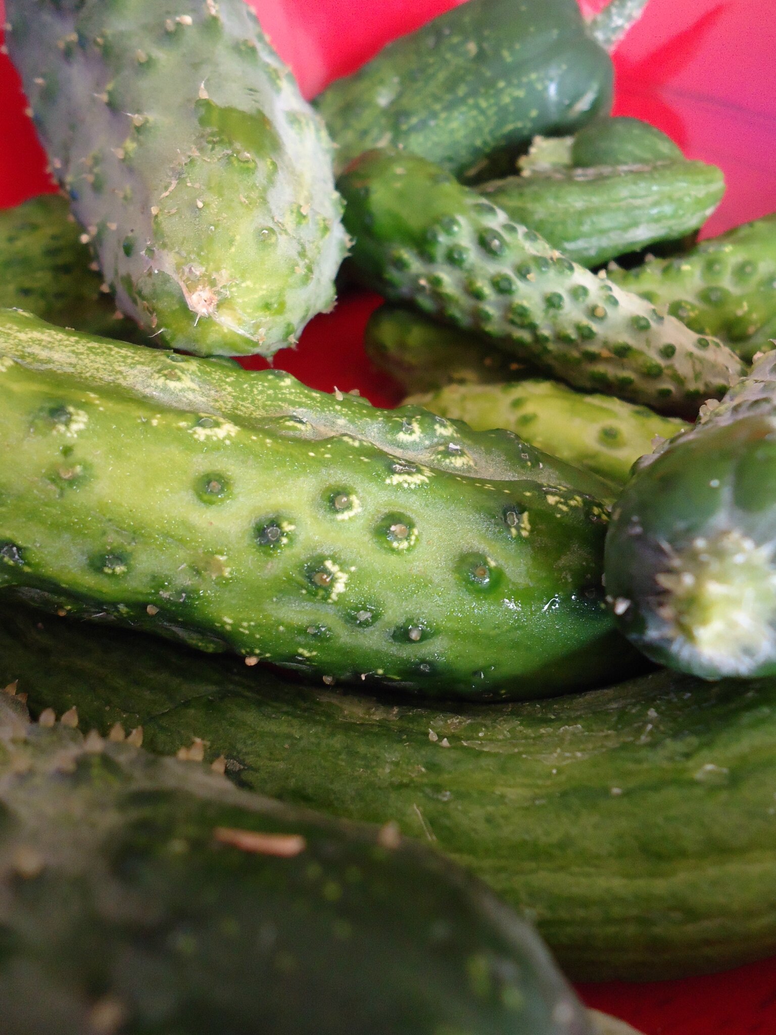 Cornichons, conserve Plaisirs & joies des papilles