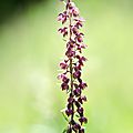 Epipactis rouge sombre (6)