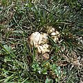 Mousserons sous cèdre du Liban sur le cours Liautey à Pau...